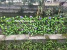 Simulation fence leaves wooden fence Retractable fence fake plant fence Garden yard decoration fence - Garden patio decorative fence-40*22*2CM